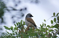 /album/a-falu-madarvilaga1/dsc6347-jpg/