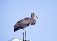 /album/a-falu-madarvilaga1/dsc6496-jpg/