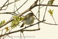 /album/a-falu-madarvilaga1/dsc0572-003-jpg/