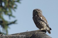 /album/a-falu-madarvilaga1/dsc1639-2-jpg/