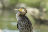 /album/a-falu-madarvilaga1/dsc2597-2-jpg/