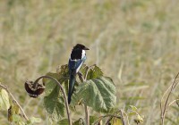 /album/a-falu-madarvilaga1/dsc3062-v-w-jpg/