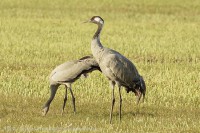 /album/a-falu-madarvilaga1/dsc3114-v-3-jpg/