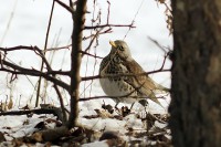 /album/a-falu-madarvilaga1/dsc3701-e-jpg/