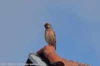 /album/a-falu-madarvilaga1/dsc04197-jpg/