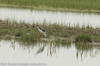 /album/a-falu-madarvilaga1/dsc04266-jpg/