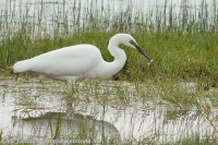 /album/a-falu-madarvilaga1/dsc04343-3-jpg/