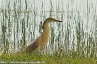 /album/a-falu-madarvilaga1/dsc04370-2-jpg/