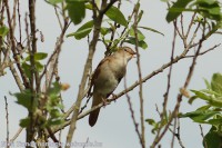 /album/a-falu-madarvilaga1/dsc04393-2-jpg1/