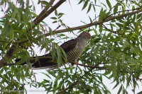 /album/a-falu-madarvilaga1/dsc04888-2-jpg/