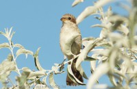 /album/a-falu-madarvilaga1/dsc05601-2-jpg/