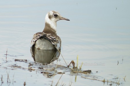 Sárgalábú sirály